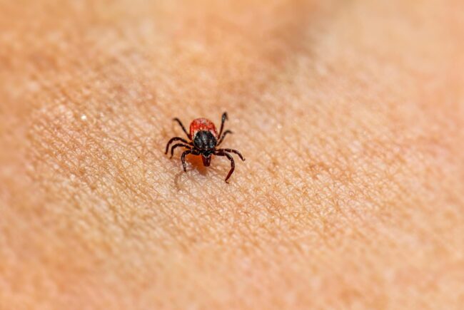 boala lyme boala lyme